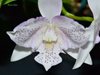 Diacattleya Chantilly Lace 'Twinkle'